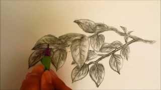 How To Draw: Leaves