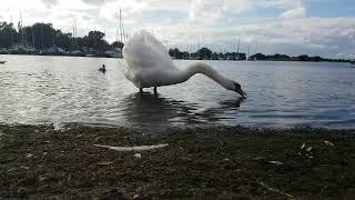  MUTE SWAN FAMILY6 CYGNETSMALLARD DUCKSKINNEGO MARINA IRELANDLIKEsubscribe#tranquility