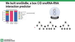 Predicting box C/D snoRNA... - Gabrielle Deschamps-Francoeur - iRNA - Poster - ISMB/ECCB 2021