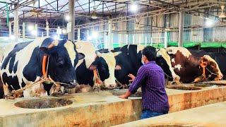 Biggest Cow Farm in Bangladesh 2020 | AL Madina Cattle Farm 2021 | Big big cow 2021