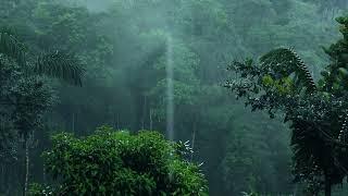 Uyumak veya Ders Çalışmak İçin Yağmur Ormanı Yağmur Sesleri - Beyaz Gürültü Doğa Sesleri 1 Saat