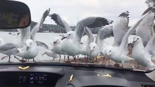 Seagulls Desperate Attempt At Eating Fries || ViralHog