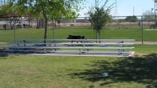 German Shepherd running