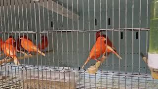 Red canary #canary #birds #birdfarm #keşfet #indonesia #uzbekistan #turkey #thailand #youtubeshorts