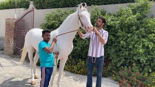 Horse ~ Badshah Nukra Horse From Baba Stud Farm 