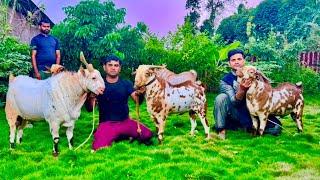 Barbari Andul Goats at Exotic Goat Farm Padgha