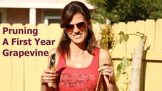 Pruning a First Year Grape Vine and Propagating Cuttings