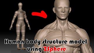 male anatomy ZBrush Timelaps