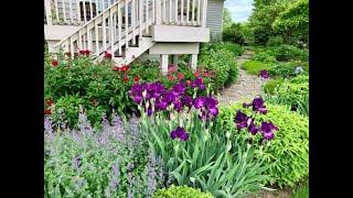 Eight Deer Resistant Spring  Perennial  In My Zone 5 Garden