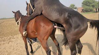 Mix - Hot Horse Meeting Female First Time Horse Mating How to breeding Full process Mating Horse