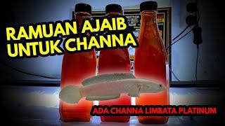 RAMUAN AJAIB UNTUK CHANNA & ADA CHANNA LIMBATA PLATINUM