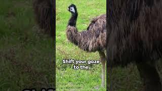 Top Flightless... Birds? Cassowary, Emu & Ostrich