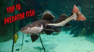 Top 10 Predator Fish for Aquarium