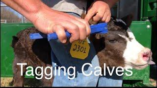 Tagging Calves