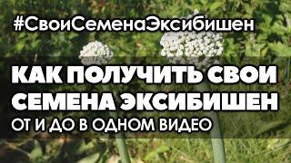 Как получить свои семена лука эксибишен от и до в одном видео.