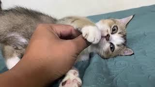 New Funny Animals - Funniest Cats and Dogs Videos