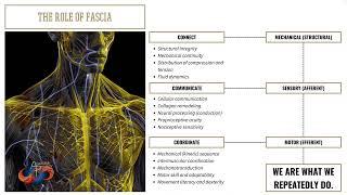 The Role of Fascia