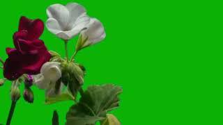 Green Screen Blooming Roses Time Lapse | Free To Use