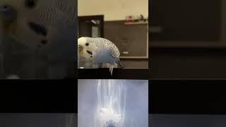 Adorable Budgie in Action: Watch My Pet Bird Show Off Its Tricks! #budgie #budgievideo #cutepet