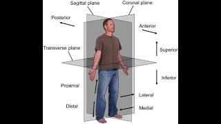 ANATOMICAL PLANES | MOVEMENTS | POSITION OF BODY