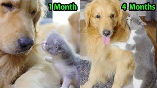 How the Kitten Raised by a Golden Retriever Changed After 4 Months