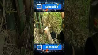 Bad Day For Father & Daughter - Harvesting Bamboo shoots, Unexpectedly Big Snake Attacks