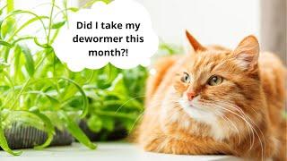 Everything You Need To Know About Cat Deworming