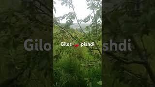 gilos  pishdi