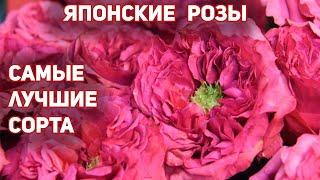 Розы , японские сорта - шедевры, без недостатков! Сила, мощь, красота, здоровье!