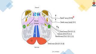 Brainstem and Cranial Nerves