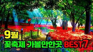 2024년 9월 꽃축제 가볼만한곳 BEST 7   | 추석연휴 가볼만한곳 | 축제 | 가을축제 | 축제정보 | 가을꽃