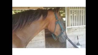 What is Electro-stimulation or Estim therapy for horses?