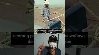 Membajak Sawah Dengan Bantuan Tenaga Sapi #shorts