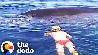 Diver Thought It Was Too Late To Save Lifeless Humpback Whale Until... | The Dodo