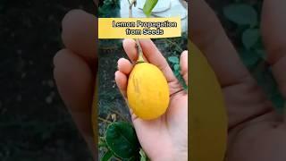 Lemon Planting from Seeds #yooragardentips #shortvideo #short #lemon #lemonplanting