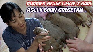 ANAK ANJING PITBULL  UMUR 2 HARI SUDAH  LUCU BANGET  DAN GEMESIN  #HEWIE PITBULL