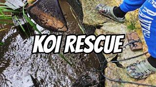 Koi Rescue