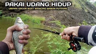 UMPAN UDANG HIDUP !! Mancing Babon Putihan Waduk Wadaslintang