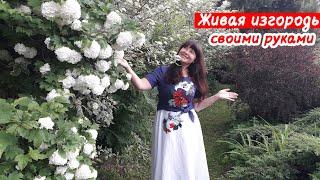 ЖИВАЯ ИЗГОРОДЬ из кустарников СВОИМИ РУКАМИ. Мой опыт создания.