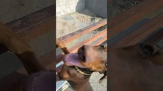 Dobo the Chimpanzee...free life #youtube #shorts#viral# #doberman#dogs#funny