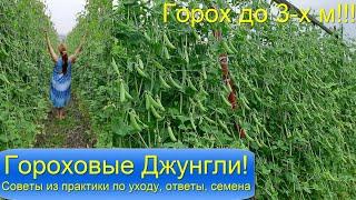 Очень высокий до 3 х м и очень вкусный горох Гороховые Джунгли Все советы для успешного  выращивания