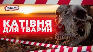 Катівня для тварин. Родина фермерів ТЕР*РИЗУЄ село і мучить худобу! Чому?ТРИВОЖНО