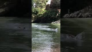 NADANDO CON MIS PRIMOS EN UN RÍO EN EL CAQUETÁ ‍️