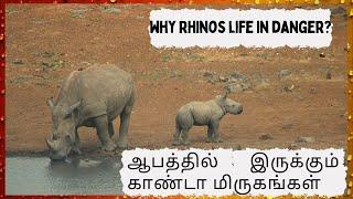 Why Rhinoceros are in Danger? | Jungle Dream Tamil