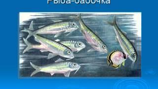 Презентация Внутреннее строение рыб