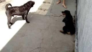 Sharpei vs Rottweiler