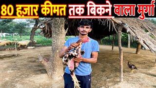 80 हज़ार तक बिकने वाला | Desi Aseel Murga Murgi | Aseel Murgi Farm |  Aseel Murgi Palan