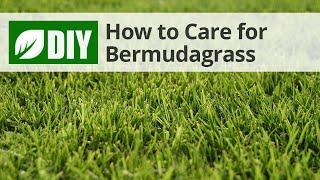 Bermudagrass Care | DoMyOwn.com