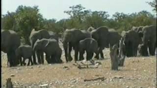 Elephant Olifantsbronn 1997.wmv