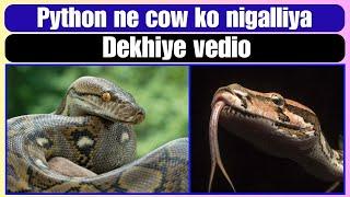 Python ne cow ko nigalliya Dekhiye vedio